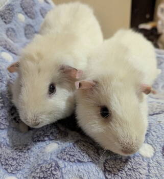 Rescue Guinea Pig Guinea Pigs for Adoption in Aurora, Illinois - Coco And Milo | PetCurious